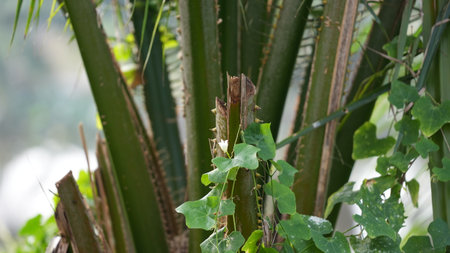 Lizard on a palm tree in the jungle of Belize.の写真素材