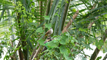 babbler bird sitting on the tree in tropical forest, Thailandの写真素材