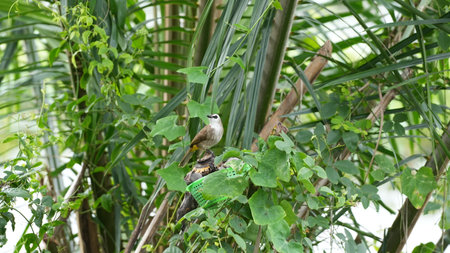 Babbler bird sitting on a branch of a palm tree.の写真素材