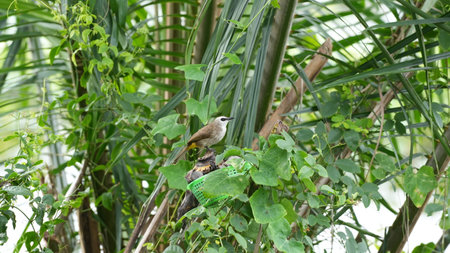 Yellow-vented Bulbul (Pycnonotus goiavier)の写真素材