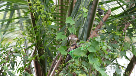 Couple of black-crested saffron crested marmoset (Pygmy marmoset) on the treeの写真素材