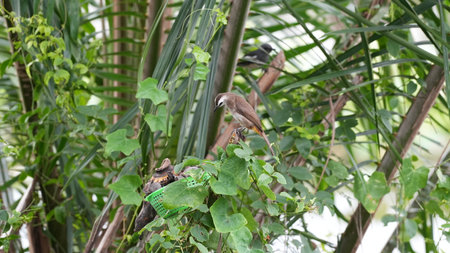 Bird on the tree in the garden at the park. Thailand.の写真素材