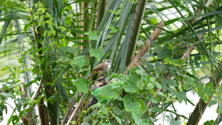 Spotted Bulbul (Pycnonotus pycnonotus)の写真素材
