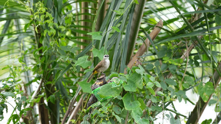 Babbler bird on the tree in the garden, Thailand.の写真素材