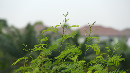 Green leaves in the garden with blurred background and space for text.の写真素材