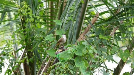 Babbler bird sitting on a perch in a garden.の写真素材