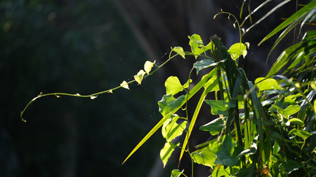 Green leaves in the morning light. Nature background. Selective focus.の写真素材
