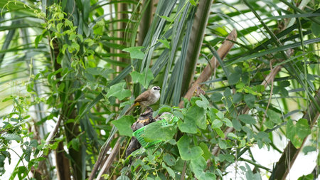 Babbler bird perching on a branch in the garden.の写真素材