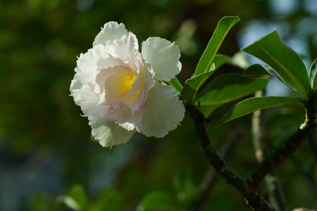 Azalea flowers blooming on the tree in the garden.の写真素材
