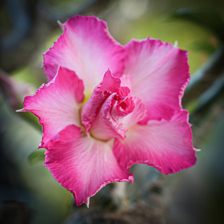 Desert Rose or Impala Lily or Mock Azalea flowerの写真素材