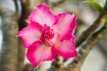 Desert rose or Impala Lily or Mock Azalea flowerの写真素材