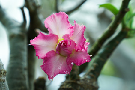 Desert rose or Impala Lily or Mock Azalea flowerの写真素材
