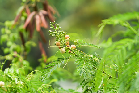 Euphorbia pulcherrima plant in the garden.の写真素材