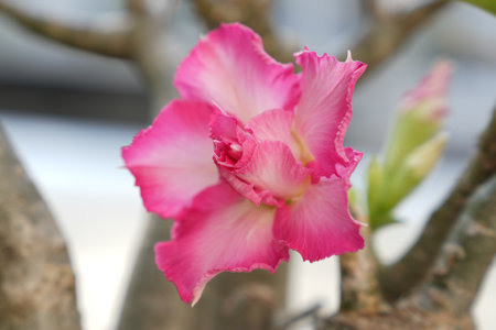 Adenium obesum or Impala Lily or Mock Azalea flowerの写真素材