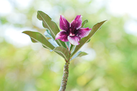Desert Rose or Impala Lily or Mock Azalea flowerの写真素材