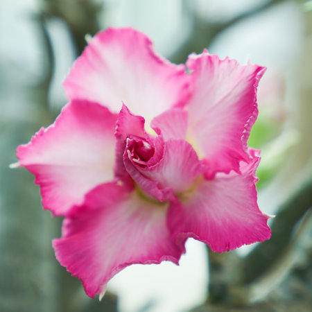 Adenium obesum or Impala Lily or Mock Azaleaの写真素材