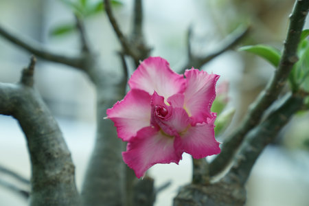 Desert Rose or Impala Lily or Mock Azalea flowerの写真素材