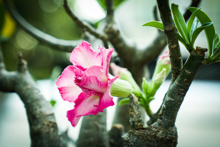 Desert Rose or Impala Lily or Mock Azalea flowerの写真素材