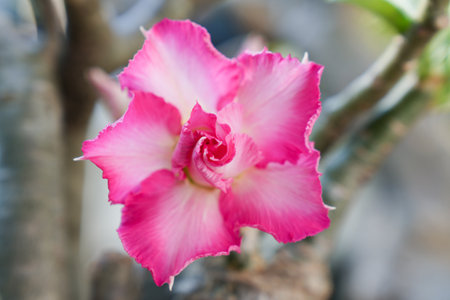 Desert rose or Impala Lily or Mock Azalea flowerの写真素材