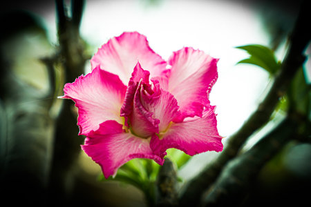 Desert rose or Impala Lily or Mock Azalea flowerの写真素材