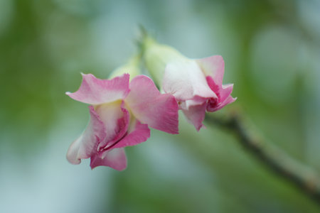 pink and white flower on green background, closeup of photoの写真素材