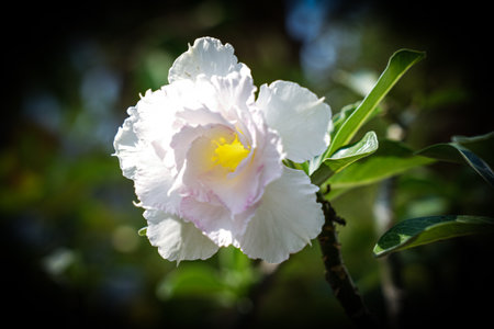 Azalea flower blooming on the tree in the garden.の写真素材