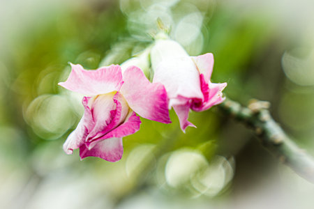 Beautiful pink flower in the garden, Thailand. (Selective focus)の写真素材