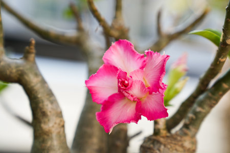 Desert rose or Impala Lily or Mock Azalea flowerの写真素材