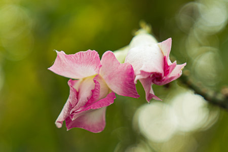 Beautiful pink orchids on a tree in the garden.の写真素材