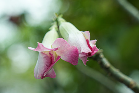 Beautiful flowers in the garden, Thailand. (Dendrobium giganteum)の写真素材