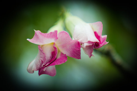 Beautiful pink flowers in the garden. Shallow depth of field.の写真素材