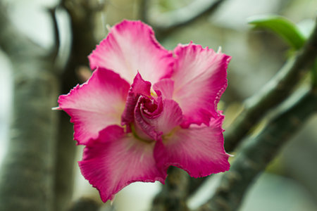 Adenium obesum or Impala Lily or Mock Azaleaの写真素材