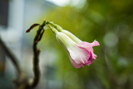 pink flower on blurred background, pink flower on blurred background.の写真素材