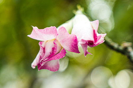 Close up of pink orchid flower on blurred background, Thailand.の写真素材