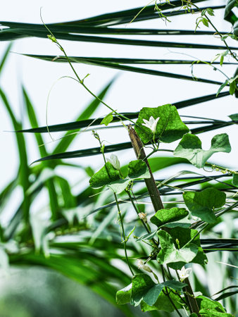 Green leaves and white flowers in the garden. Natural background. Shallow depth of field.の写真素材