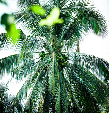 Coconut tree in the garden. Selective focus. nature.の写真素材