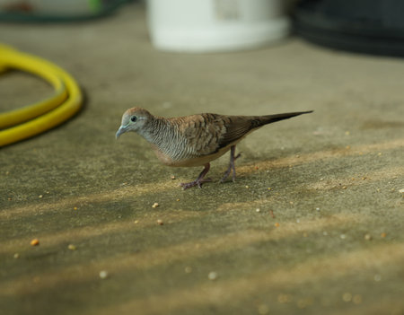 Zebra Dove, Streptopelia striata, single bird on the floorの写真素材