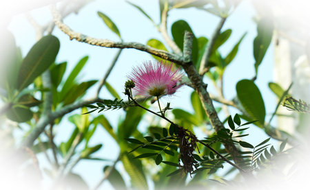 Pink flower of Calliandra javanica, commonly known as silk tree, silk tree, silk tree, silk tree, silk tree or silk tree.の写真素材