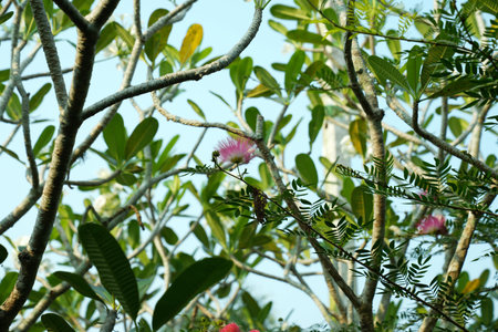 Close up of pink flower on tree with blue sky background in the gardenの写真素材