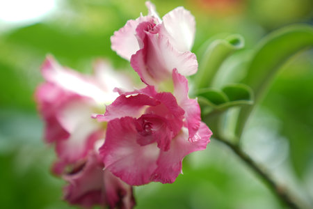 Adenium obesum or Desert Rose or Impala Lily flowerの写真素材