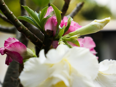 Adenium obesum or Impala Lily or Mock Azalea flowerの写真素材
