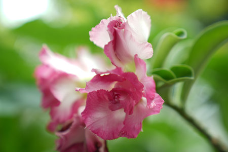 Adenium obesum, Desert Rose or Impala Lily.の写真素材