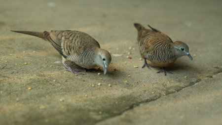 Zebra Dove (Streptopelia striata) in Thailandの写真素材