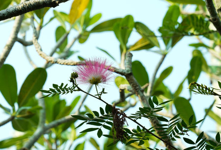 Pink flower on the tree with blue sky in the background, Thailand.