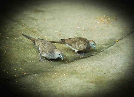 Couple of pigeons on the cement floor. Toned.