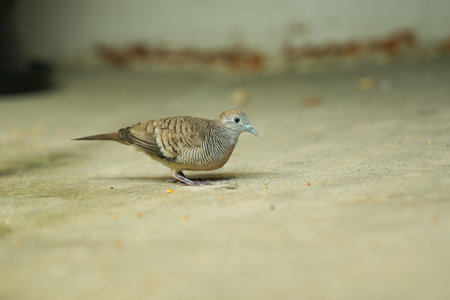 Zebra Dove (Dolichopelia striata) in Thailandの写真素材