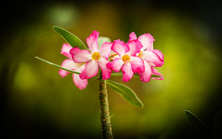 Desert rose or Impala Lily or Mock Azalea flower.の写真素材
