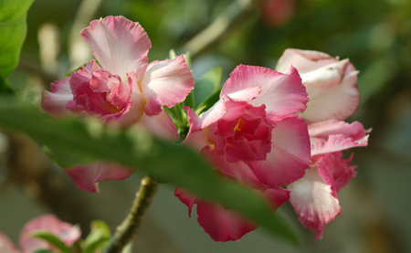 Adenium obesum, Impala Lily, Mock Azaleaの写真素材