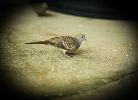 Zebra dove on the ground. Selective focus. Toned.