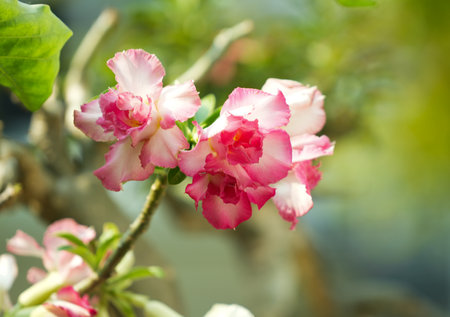 Adenium obesum or Impala Lily or Mock Azaleaの写真素材